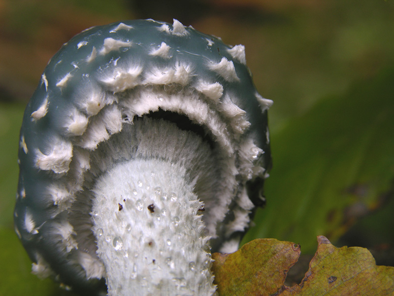 Stropharia aeruginosa